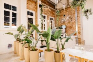 plants used to partition, a dining table