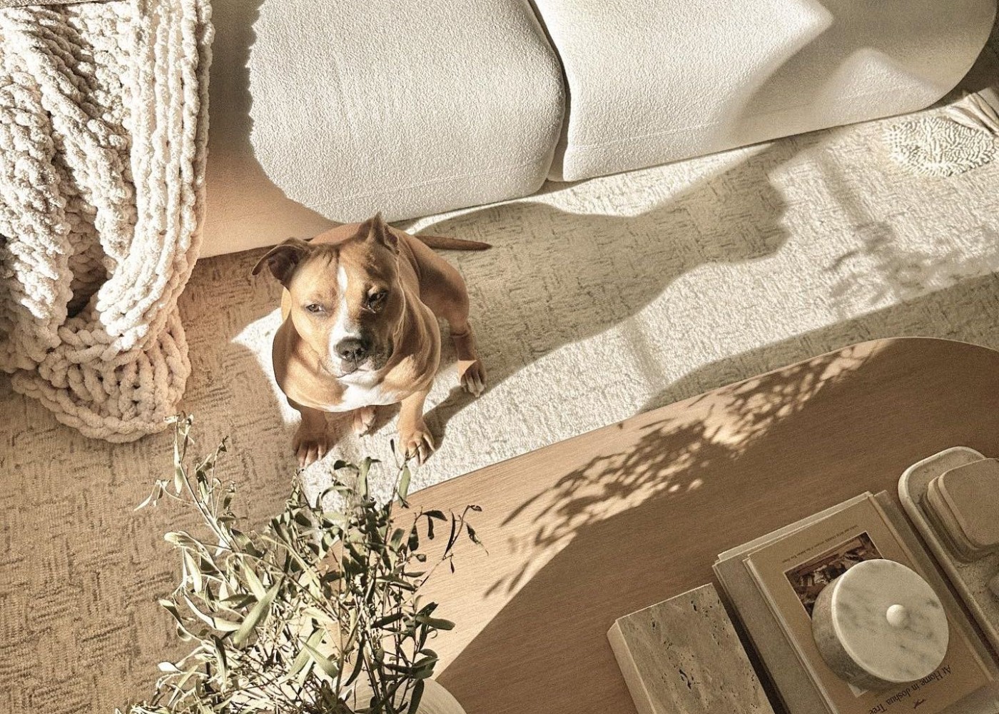 a dog in a living room filled with decor